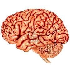 The brain is not a computer